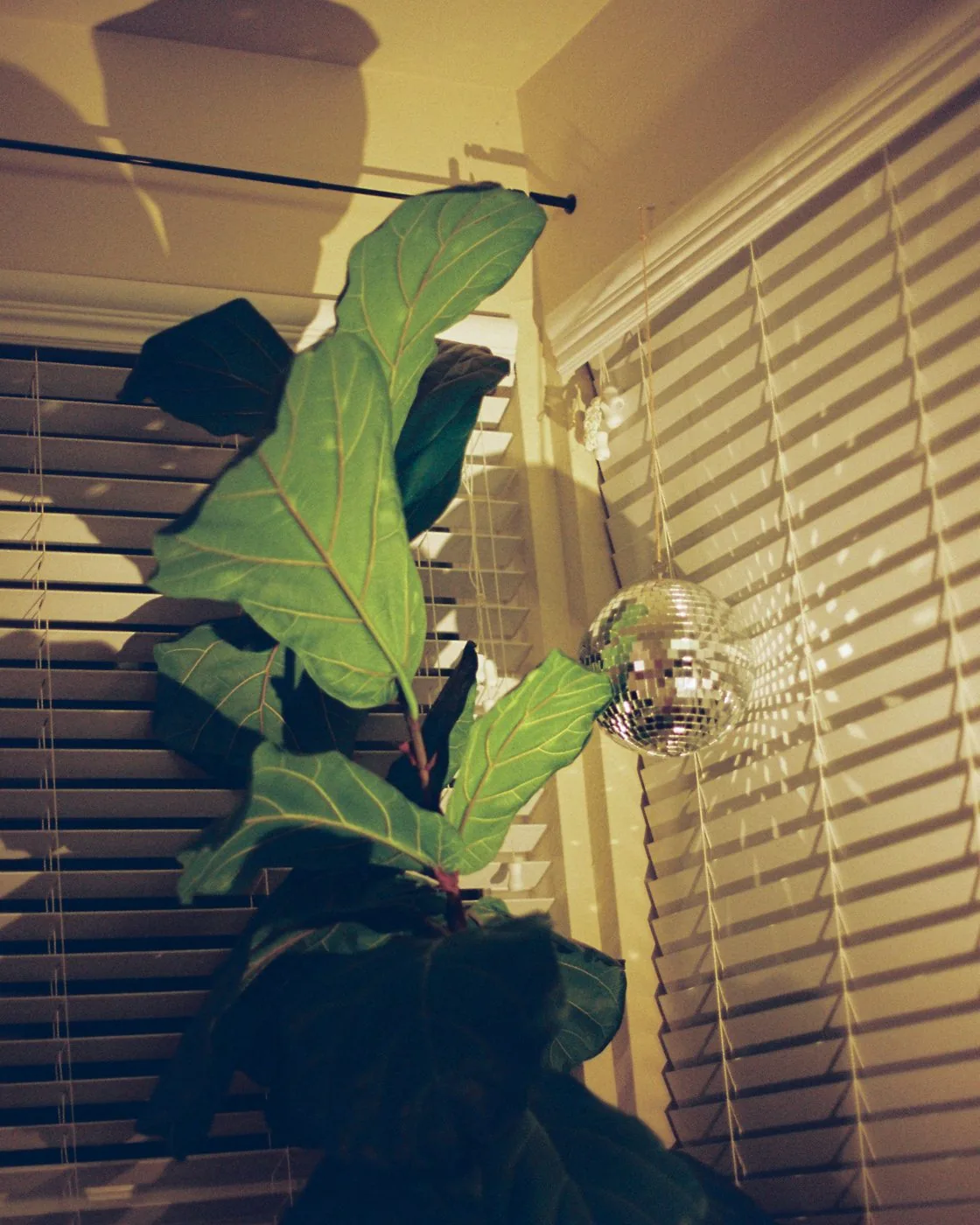 Documentary interior — fiddle leaf fig plant and disco ball hanging in warm window light